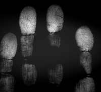 Дактилоскопическое изображение четырех фаланг левой руки человека